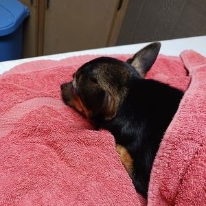 Meet your Posher, Ginger